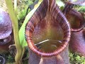 Nepenthes ephippiata Gets Lots of Visitors Nepenthes ephippiata Gets Lots of Visitors