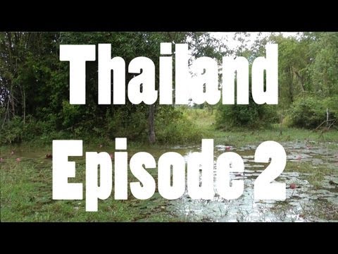 YouTube reptile video