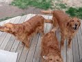 The Goldies: Siren day