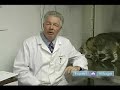 First-Aid-For-Cats-L
