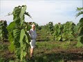investering dansk, www.investering-teak.co.cc