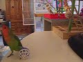 Lovebird | Target training Lovebird | Target training