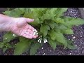 Click here to watch this video Garden Update, Mid May, 2012: Noreen's Kitchen