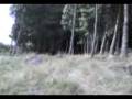 al bosque de pinos