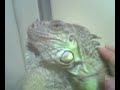 la mia iguana la mia iguana