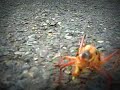 A very strange kind of insect eating something on a road. We found it near the mediterranean border between France and Spain. Me and a friend stopped our motorbikes to film it. The insect was eating another one like \
