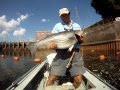 Stripers on the Redington 7 wt Fly rod.