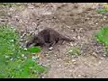 Novel otter transport Novel otter transport