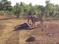 Lion Kills Wildebeest