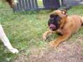 Chaos et Vyse en pleine baston