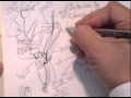 ANATOMIA 2.0: ARTERIAS DE CABEZA Y CUELLO