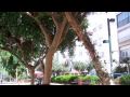 Celebrate Freedom. Halilah Hazeh by Dafna