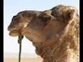 Dromed�rio ou camelo?