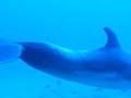 Delfin en Los Gigantes