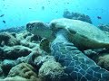 Ocean Of Memories