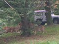 lions-fight.html