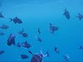 Snorkeling At Bandos 2009