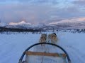 Dog Sledding in Tromsø.