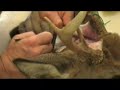 Beginners Taxidermy - Caping Beginners Taxidermy - Caping