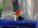 My goldfish beavis and butthead