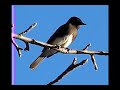 Black Phoebe, Sayornis nigricans