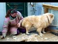 Max the Chow Gets a Shave