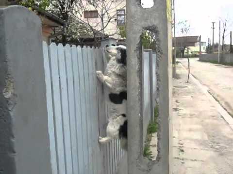 ¿Cómo tener un perro perfecto?'(parte 2) ¿Cómo tener un perro perfecto?'(parte 2)