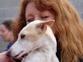 Galgo Rescue ITALY Galgo Rescue ITALY