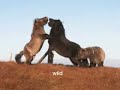 Shetland ponies are ..... Shetland ponies are .....