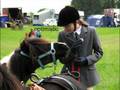 Shetland ponies are .....