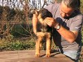 German Sheperd Dog Puppy  (Hill Farbenspiel Daughter)