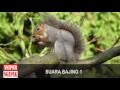 MASTER SUARA TUPAI VER.01 - DURASI 30 MENIT
