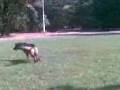 videos de Cupper 11 months old 8