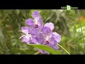22/05/2008 - le jardin des papillons. - colmar - sur la route des vins entre deux des plus grands sites touristiquesalsaciens, ribeauvill� et riquewihr, ce jardin propose, pour le plusgrand plaisir des yeux, une fascinante collection de papillonsexotiques, vivant librement parmi une flore luxuriante.  le visiteur se prom�ne au milieu de centaines de papillons d'afrique, d'asie et d'am�rique et d�couvre ainsi la vie cach�e de ces bijoux de la nature.jardins des papillons 68150 hunawihr - ribeauvill�