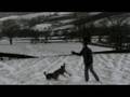 weimaraner and collie play in north yorkshire moors snow with frisby