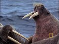 Animal Winter Games: Tusk Wrestling Animal Winter Games: Tusk Wrestling