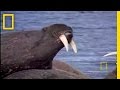 Animal Winter Games: Tusk Wrestling