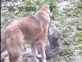 threesome:lynx and dogs threesome:lynx and dogs