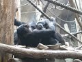 Bonobonachwuchs im Zoo Leipzig