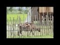 videos de Tabitha House Building