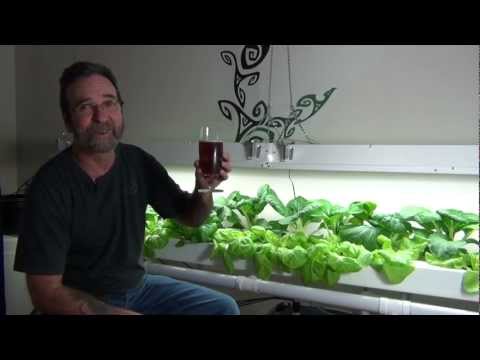 how to grow nft hydroponics