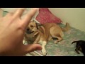 Moki and nemo 2