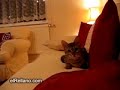 Terror gatuno elRellano Terror gatuno elRellano