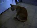 Spinning Cat