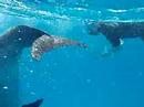 Dolphins in the red sea pt1