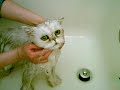 BeiBei taking a shower