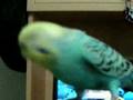 konu�an muhabbet ku�u �ITIR www yerlicete com