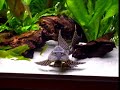 clown loach, pleco, molly, barb fish, new tank