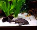 clown loach, pleco, molly, barb fish, new tank
