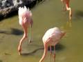 Flamingos